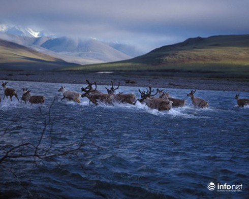 14 cuộc di cư vĩ đại nhất hành tinh - ảnh 7