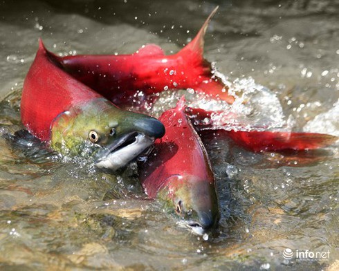 14 cuộc di cư vĩ đại nhất hành tinh - ảnh 8