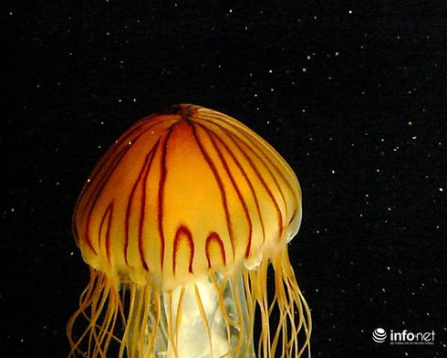 14 cuộc di cư vĩ đại nhất hành tinh - ảnh 9