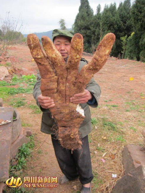 Củ khoai lang