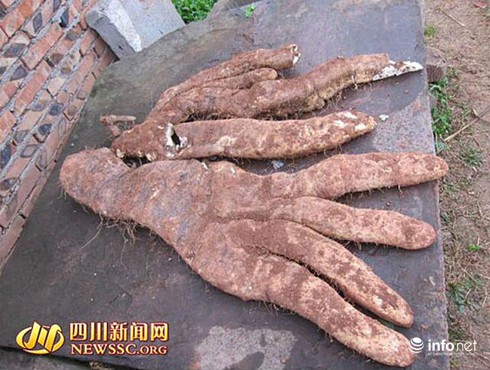 Củ khoai lang