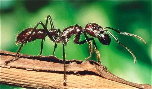 Những loài côn trùng sát thủ sở hữu nọc độc nhất hành tinh - ảnh 1