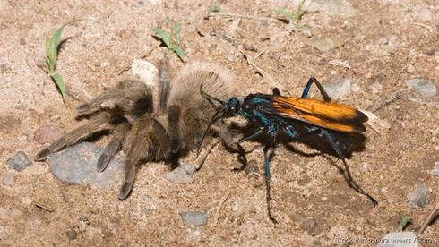Những loài côn trùng sát thủ sở hữu nọc độc nhất hành tinh - ảnh 2