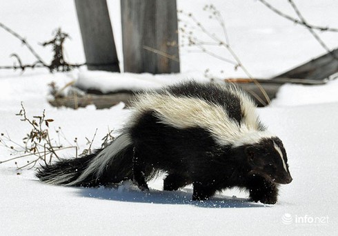 10 sát thủ mùi hôi nổi tiếng nhất thế giới - ảnh 1