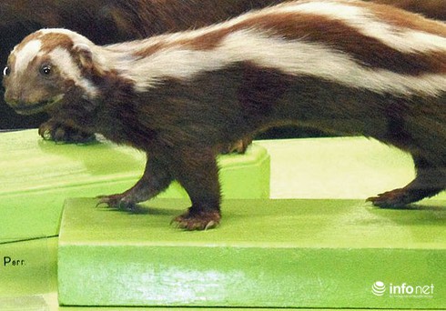 10 sát thủ mùi hôi nổi tiếng nhất thế giới - ảnh 4