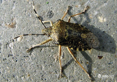 10 sát thủ mùi hôi nổi tiếng nhất thế giới - ảnh 5