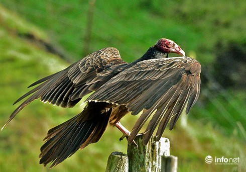 10 sát thủ mùi hôi nổi tiếng nhất thế giới - ảnh 7