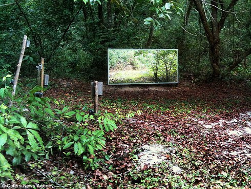 Cười vỡ bụng xem động vật soi mình trong gương - ảnh 1