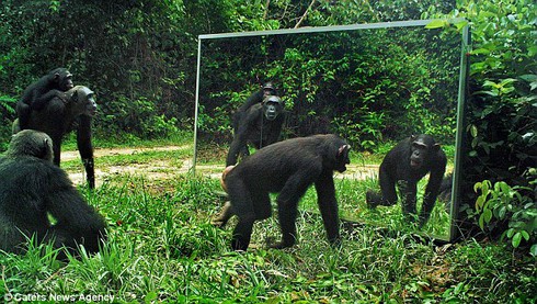 Cười vỡ bụng xem động vật soi mình trong gương - ảnh 3