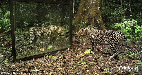 Cười vỡ bụng xem động vật soi mình trong gương - ảnh 2