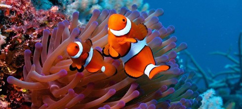 6 điểm quyến rũ khách du lịch ở quốc gia trẻ nhất Đông Nam Á - ảnh 1