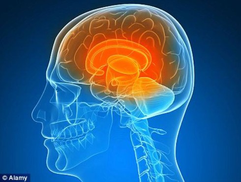 Não to có giúp bạn thông minh hơn? - ảnh 1