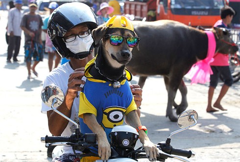 Hình ảnh ấn tượng trong lễ hội đua trâu độc đáo ở Thái Lan - ảnh 9