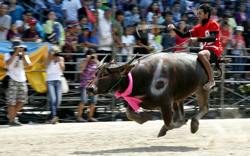 Hình ảnh ấn tượng trong lễ hội đua trâu độc đáo ở Thái Lan - ảnh 1