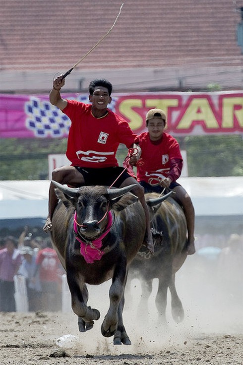 Hình ảnh ấn tượng trong lễ hội đua trâu độc đáo ở Thái Lan - ảnh 2