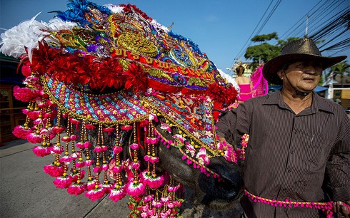 Hình ảnh ấn tượng trong lễ hội đua trâu độc đáo ở Thái Lan - ảnh 3