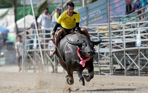 Hình ảnh ấn tượng trong lễ hội đua trâu độc đáo ở Thái Lan - ảnh 4