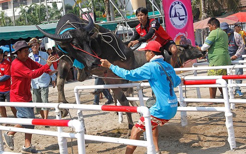 Hình ảnh ấn tượng trong lễ hội đua trâu độc đáo ở Thái Lan - ảnh 5