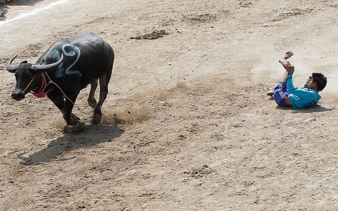 Hình ảnh ấn tượng trong lễ hội đua trâu độc đáo ở Thái Lan - ảnh 6