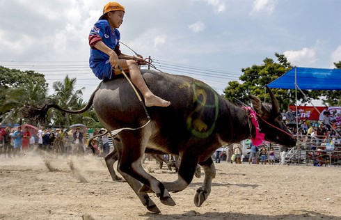Hình ảnh ấn tượng trong lễ hội đua trâu độc đáo ở Thái Lan - ảnh 7