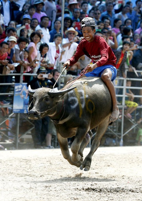 Hình ảnh ấn tượng trong lễ hội đua trâu độc đáo ở Thái Lan - ảnh 8