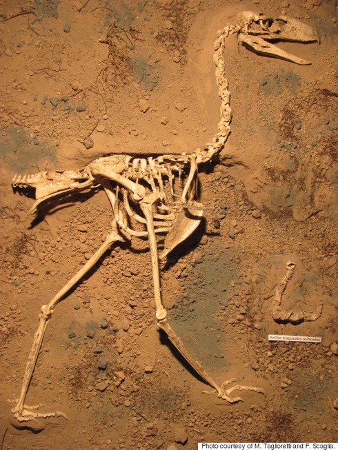 Phát hiện hóa thạch chim 