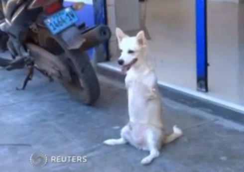 Chú chó chỉ có 2 chân gây