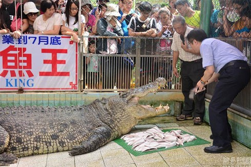 Hát hò chia tay cá sấu khổng lồ nặng hơn 1 tấn - ảnh 3