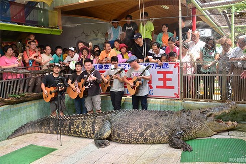 Hát hò chia tay cá sấu khổng lồ nặng hơn 1 tấn - ảnh 1