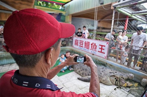 Hát hò chia tay cá sấu khổng lồ nặng hơn 1 tấn - ảnh 2