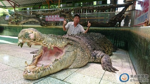 Hát hò chia tay cá sấu khổng lồ nặng hơn 1 tấn - ảnh 4