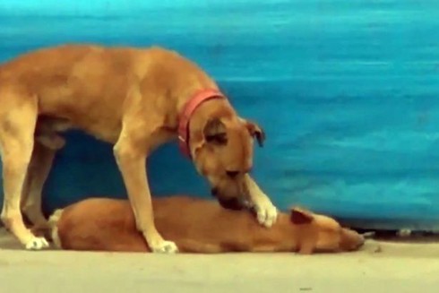 Chú chó tìm cách cứu bạn khiến cư dân mạng xúc động - ảnh 1