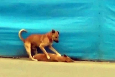 Chú chó tìm cách cứu bạn khiến cư dân mạng xúc động - ảnh 2