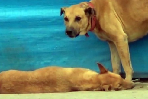 Chú chó tìm cách cứu bạn khiến cư dân mạng xúc động - ảnh 3