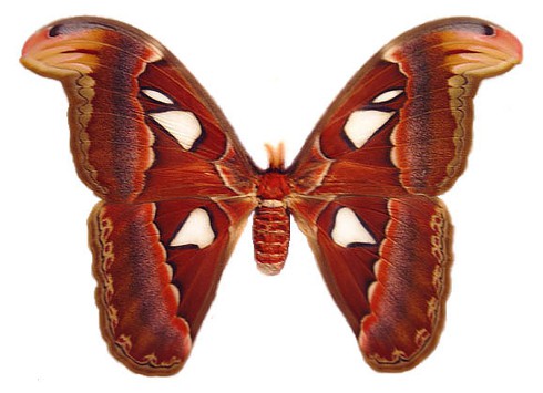 10 loài côn trùng