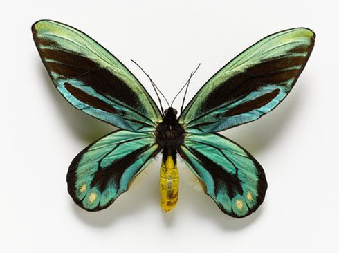 10 loài côn trùng