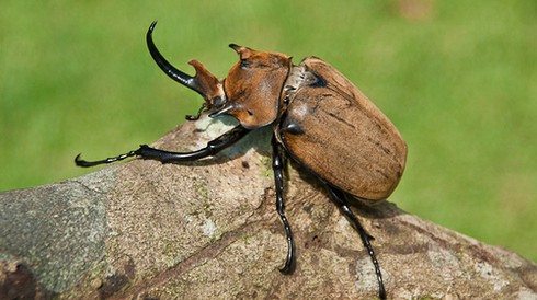 10 loài côn trùng