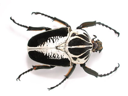 10 loài côn trùng