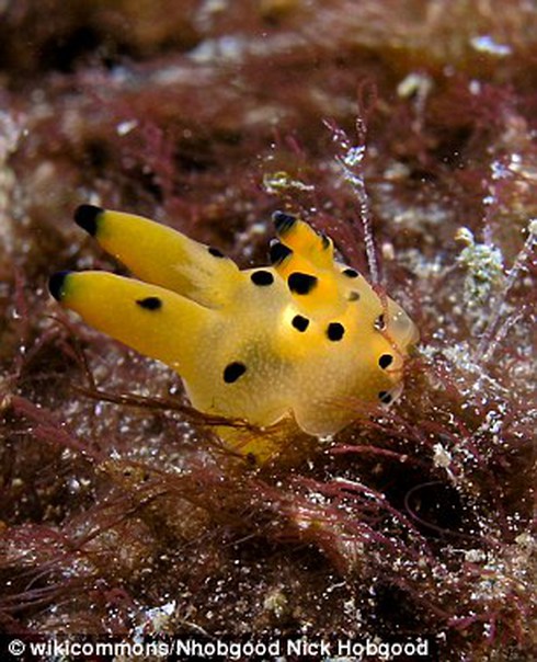 Kinh ngạc loài sên biển