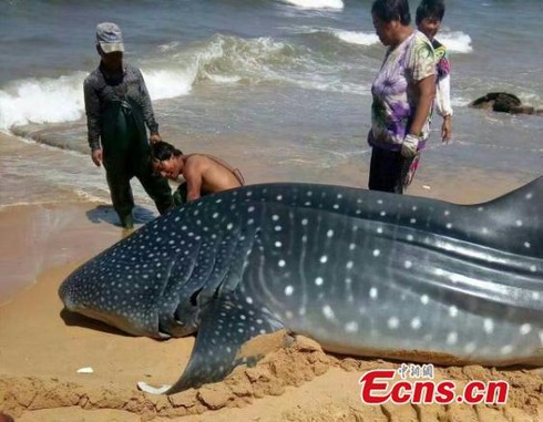 Cá mập voi 1,5 tấn sa lưới ngư dân Trung Quốc - ảnh 1
