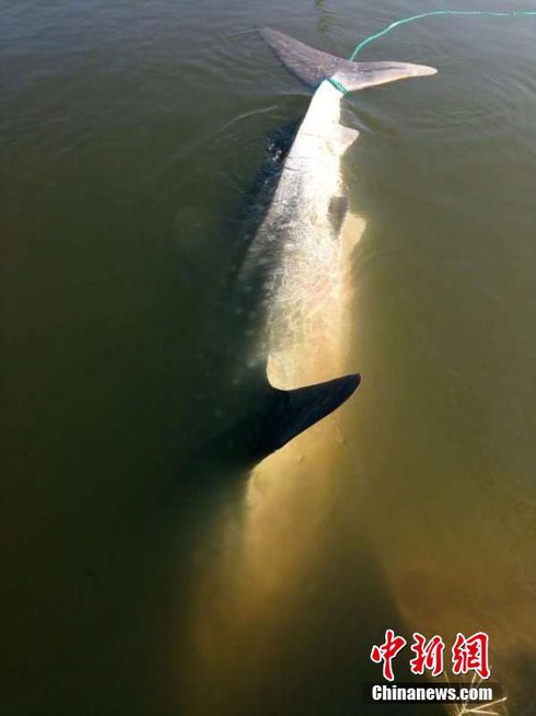 Cá mập voi 1,5 tấn sa lưới ngư dân Trung Quốc - ảnh 3