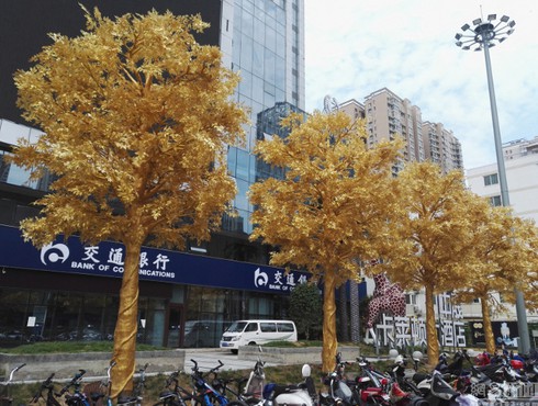 Lóa mắt vì hàng cây