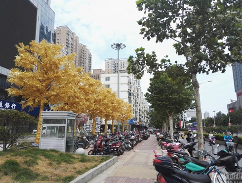 Lóa mắt vì hàng cây
