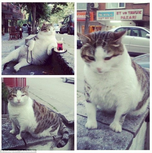 Chú mèo bụng phệ nổi tiếng được đúc tượng đồng - ảnh 2