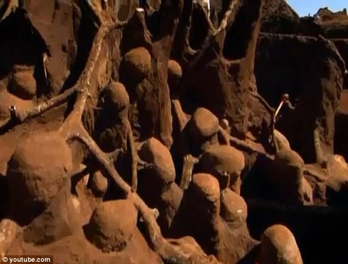 Kinh ngạc tổ kiến khổng lồ được ví như