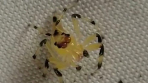 Sửng sốt trước con nhện đầu trong suốt - ảnh 1