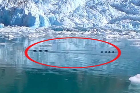 Nghi ngờ sinh vật lạ khổng lồ xuất hiện ở Alaska - ảnh 1