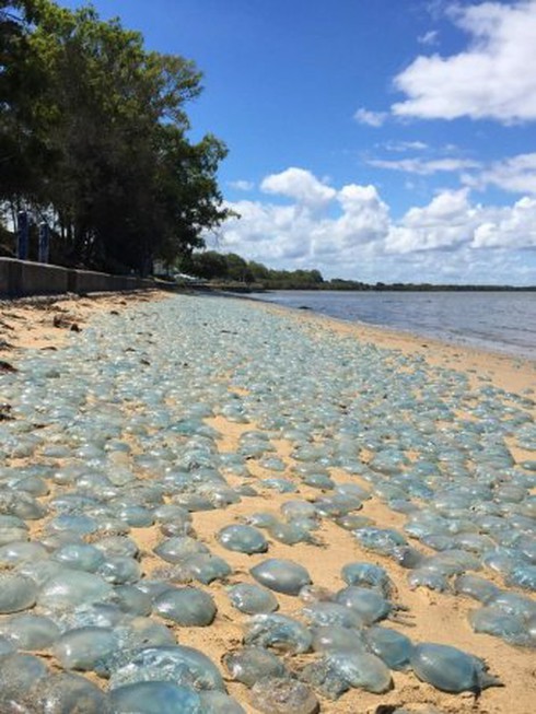 Hàng trăm nghìn sứa xanh mắc cạn ở Australia - ảnh 1