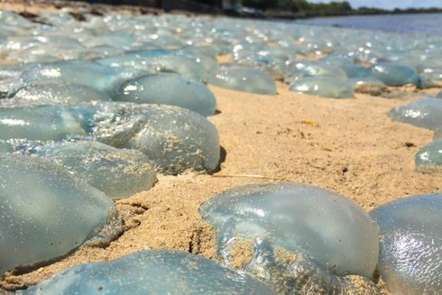 Hàng trăm nghìn sứa xanh mắc cạn ở Australia - ảnh 2