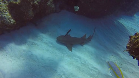 Giải cứu cá mập bị dao nhọn găm trên đầu - ảnh 1